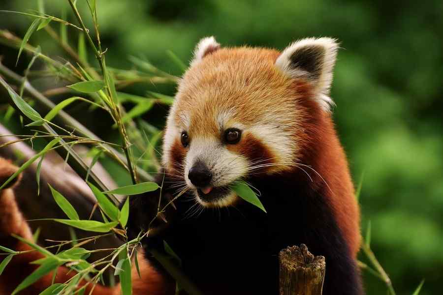 Panda, foto 1 Panda, foto 1