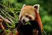 Panda, foto 1