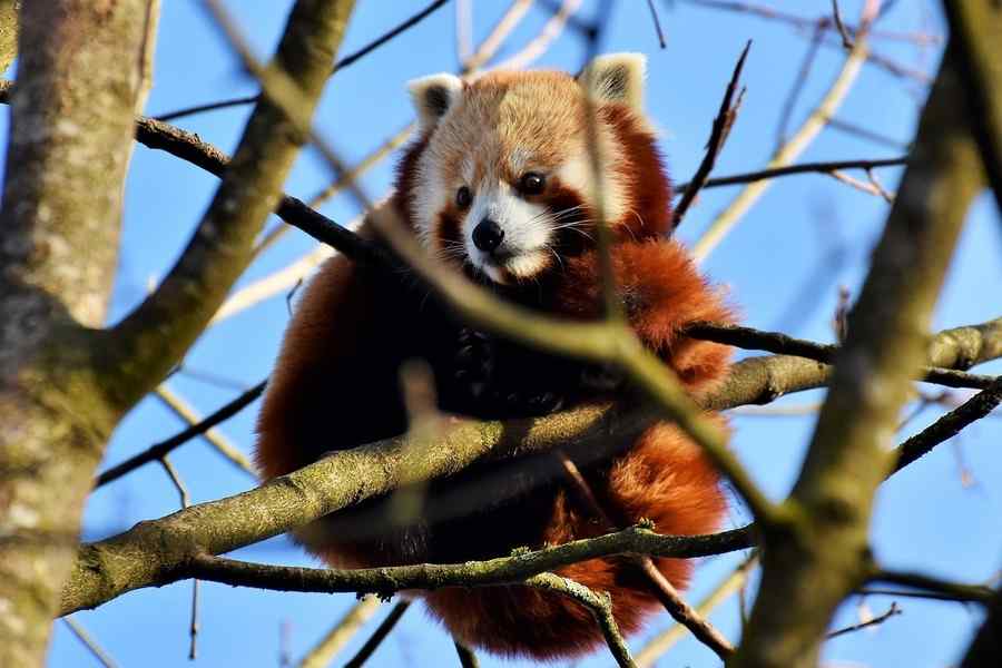 Panda, foto 2 Panda, foto 2