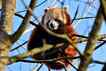 Panda, foto 2