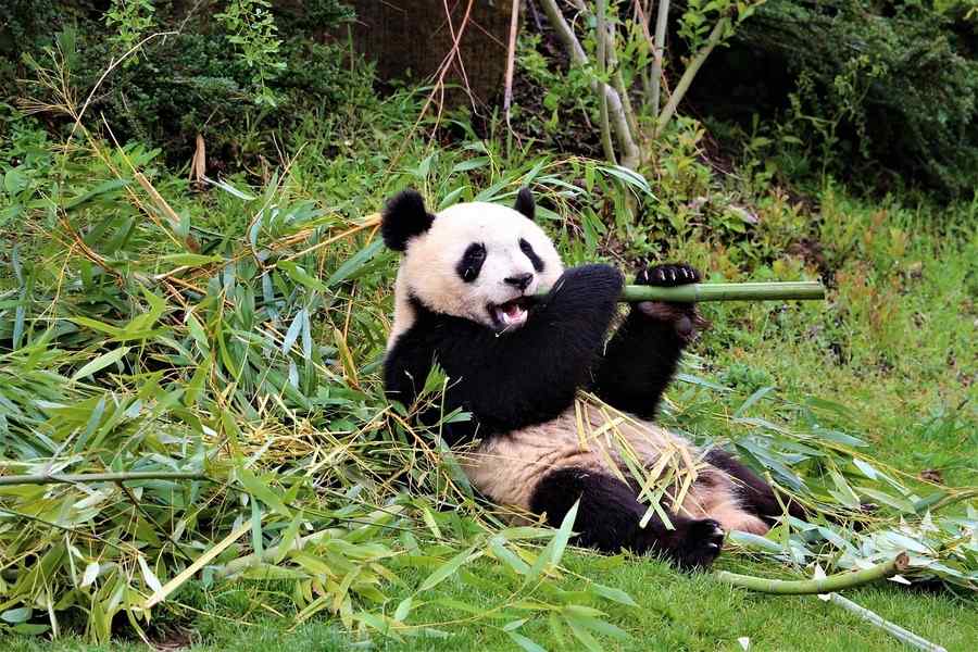 Panda, foto 3