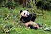 Panda, foto 3