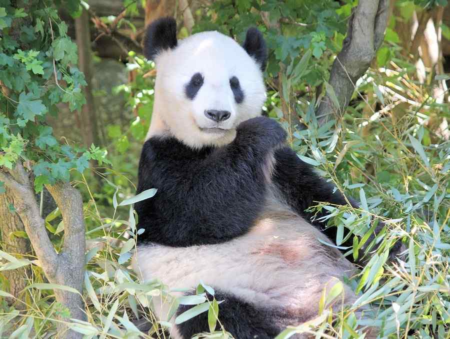 Panda, foto 4