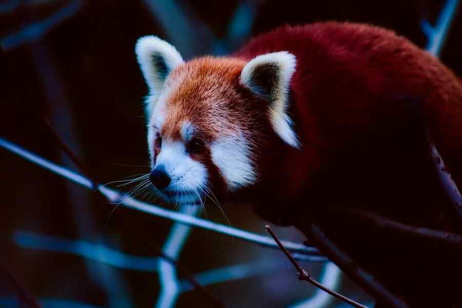 Panda, foto 5 Panda, foto 5