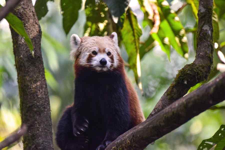 Panda, foto 6 Panda, foto 6