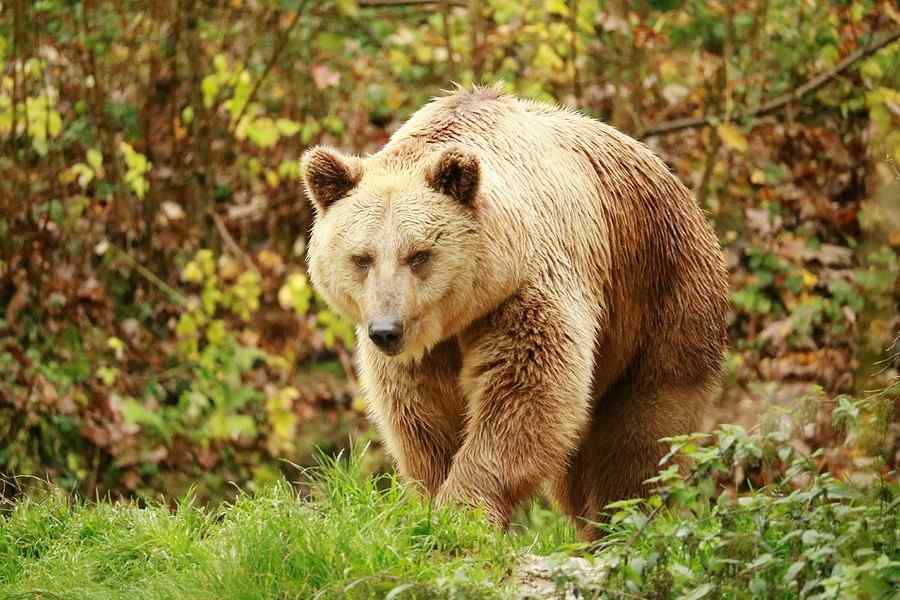 Urso, foto 1 Urso, foto 1