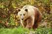 Urso, foto 1
