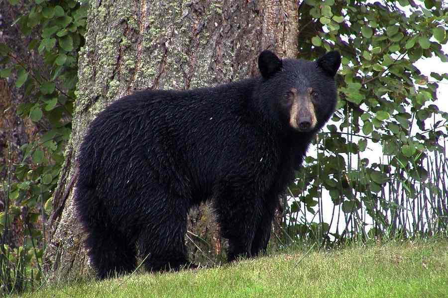 Urso, foto 2