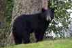 Urso, foto 2