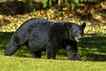 Urso, foto 3