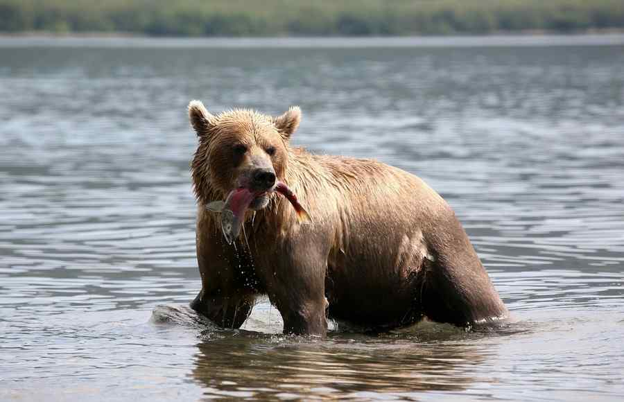 Urso, foto 4 Urso, foto 4