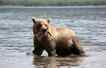 Urso, foto 4