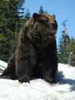 Urso, foto 5