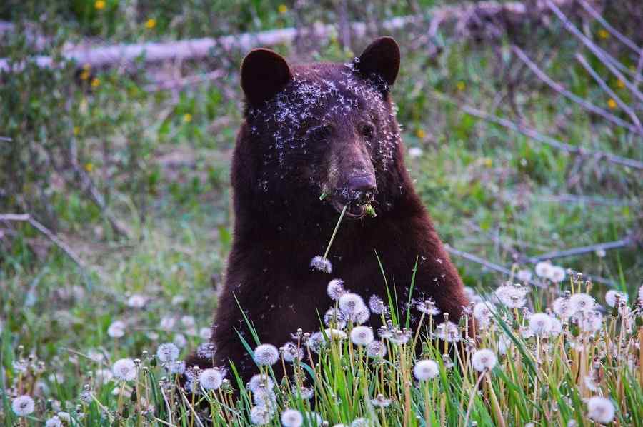 Urso, foto 6