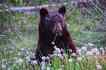 Urso, foto 6