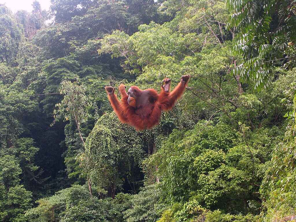 Orangotango dependurado num fio Orangotango dependurado num fio