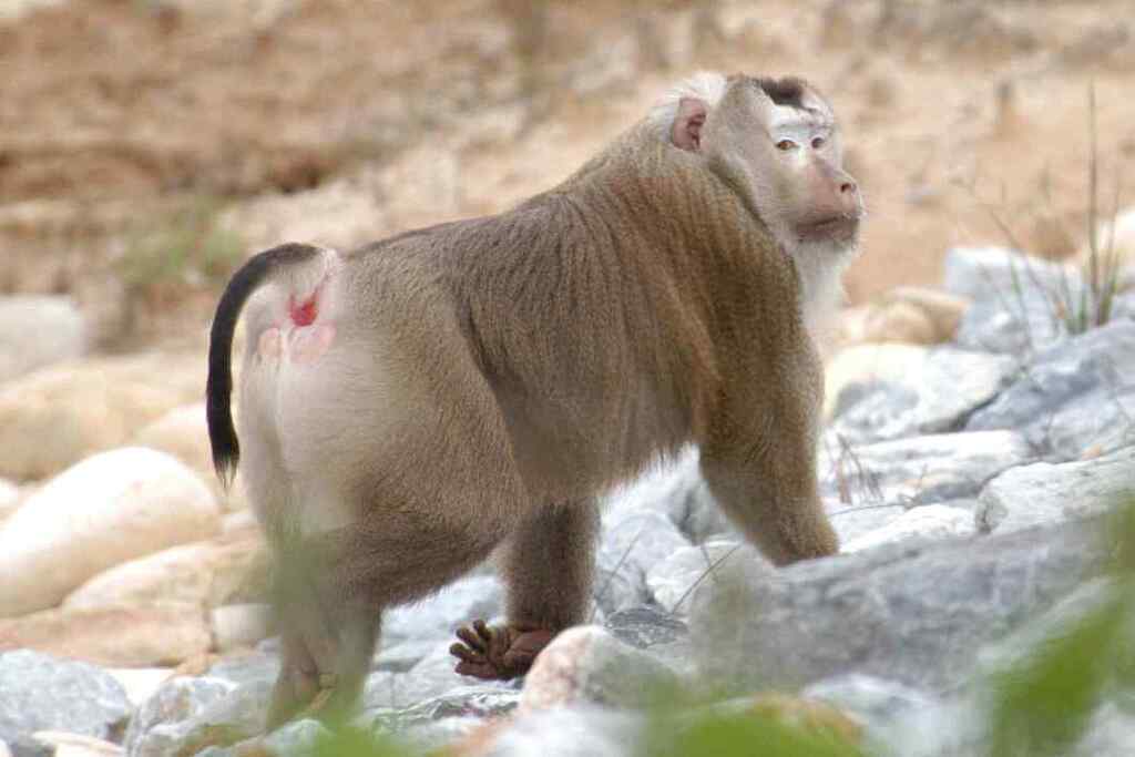 Macaco leonino Macaco leonino