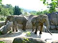217: Elefantes africanos no zoo de Taipei em Taiwan