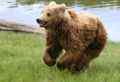 131: Urso marrom correndo