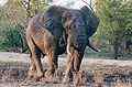 223: Elefante em uma reserva particular na África
