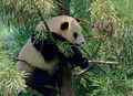 132: Filhote de urso panda na árvore