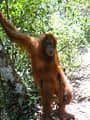 105: macaco posando