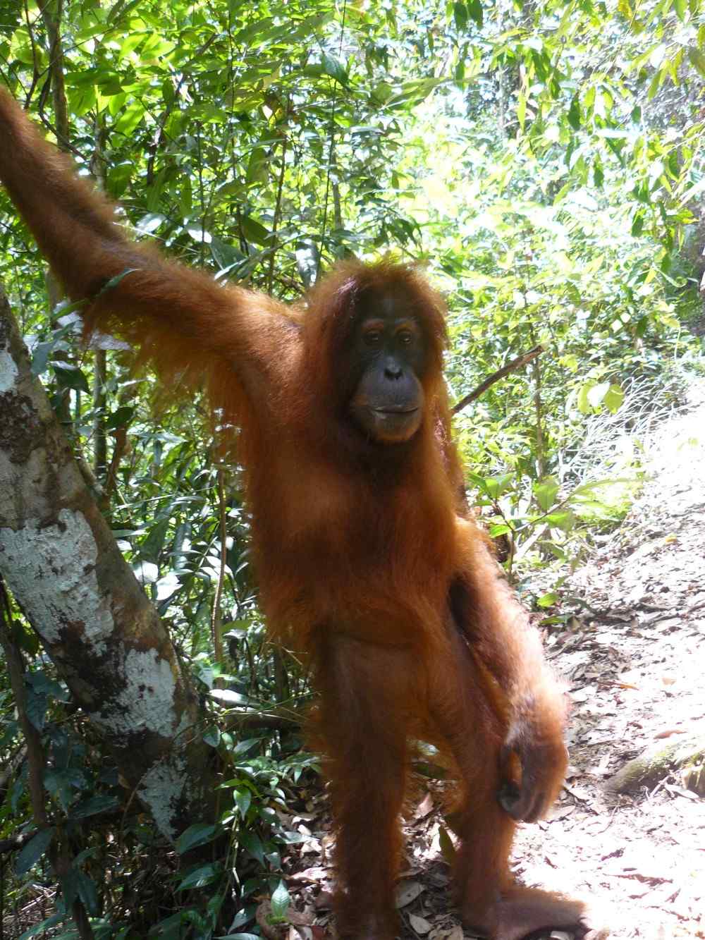 Orangotango na trilha em Sumatra